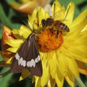 Nyctemera amicus at Acton, ACT - 31 Mar 2021 11:20 AM