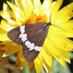 Nyctemera amicus at Acton, ACT - 31 Mar 2021 11:20 AM