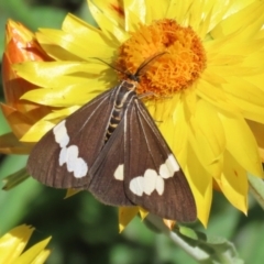 Nyctemera amicus at Acton, ACT - 31 Mar 2021 11:20 AM