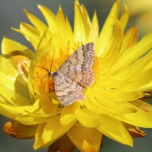 Scopula rubraria at Acton, ACT - 31 Mar 2021