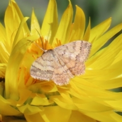 Scopula rubraria at Acton, ACT - 31 Mar 2021