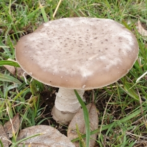 Amanita sp. at Cook, ACT - 24 Mar 2021