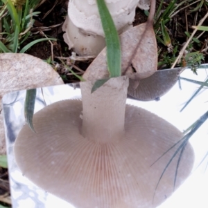 Amanita sp. at Cook, ACT - 24 Mar 2021