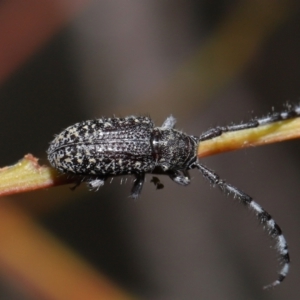 Ancita sp. (genus) at Acton, ACT - 30 Mar 2021 11:32 AM