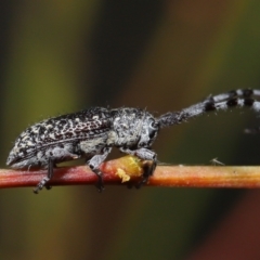 Ancita sp. (genus) at Acton, ACT - 30 Mar 2021