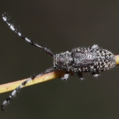 Ancita sp. (genus) at Acton, ACT - 30 Mar 2021 11:32 AM