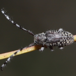 Ancita sp. (genus) at Acton, ACT - 30 Mar 2021