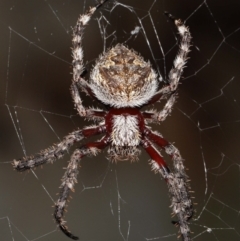 Hortophora transmarina (Garden Orb Weaver) at ANBG - 28 Mar 2021 by TimL