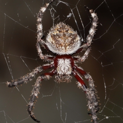 Hortophora transmarina (Garden Orb Weaver) at Acton, ACT - 28 Mar 2021 by TimL