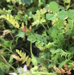 Erodium cicutarium (Common Storksbill, Common Crowfoot) at Lyneham Wetland - 24 Mar 2021 by Tapirlord