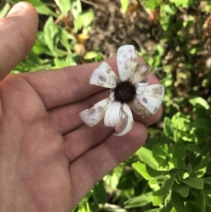 Dimorphotheca ecklonis at Lyneham Wetland - 24 Mar 2021