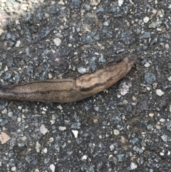 Ambigolimax nyctelia (Striped Field Slug) at Lyneham, ACT - 23 Mar 2021 by Tapirlord