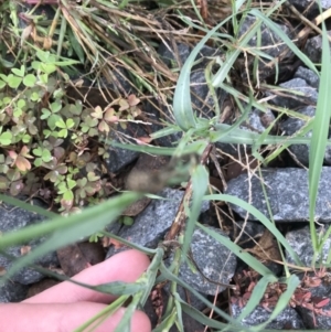 Tragopogon dubius at Lyneham Wetland - 24 Mar 2021