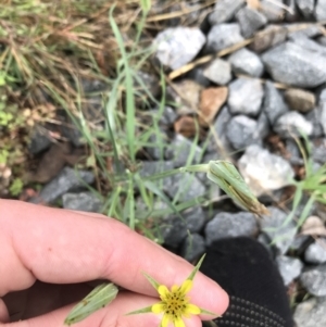 Tragopogon dubius at Lyneham Wetland - 24 Mar 2021