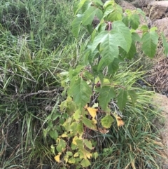 Acer negundo (Box Elder) at Lyneham Wetland - 24 Mar 2021 by Tapirlord