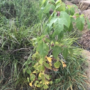 Acer negundo at Lyneham Wetland - 24 Mar 2021 09:47 AM