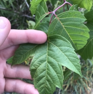 Acer negundo at Lyneham Wetland - 24 Mar 2021 09:47 AM