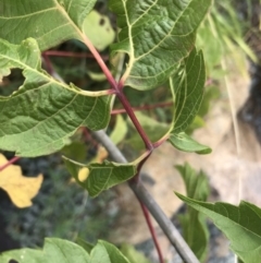 Acer negundo at Lyneham Wetland - 24 Mar 2021