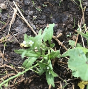 Capsella bursa-pastoris at Lyneham, ACT - 24 Mar 2021 09:50 AM