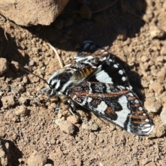 Apina callisto (Pasture Day Moth) at Majura, ACT - 31 Mar 2021 by jbromilow50