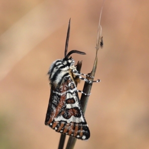 Apina callisto at Majura, ACT - 31 Mar 2021