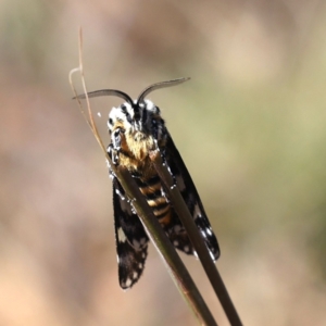 Apina callisto at Majura, ACT - 31 Mar 2021