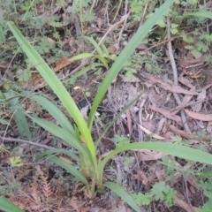 Arthropodium milleflorum (Vanilla Lily) at Paddys River, ACT - 11 Feb 2021 by MichaelBedingfield