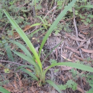 Arthropodium milleflorum at Paddys River, ACT - 11 Feb 2021 07:37 PM