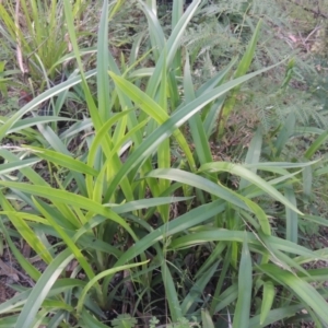 Arthropodium milleflorum at Paddys River, ACT - 11 Feb 2021