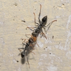 Myrmecia sp. (genus) (Bull ant or Jack Jumper) at ANBG - 11 Mar 2021 by TimL