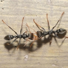 Myrmecia sp., pilosula-group at Acton, ACT - 12 Mar 2021