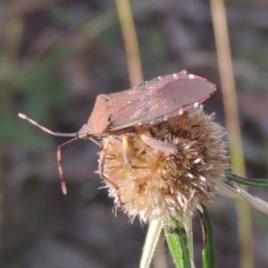 Amorbus sp. (genus) at Paddys River, ACT - 11 Feb 2021 07:53 PM