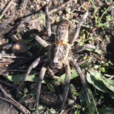 Tasmanicosa sp. (genus) (Unidentified Tasmanicosa wolf spider) at Paddys River, ACT - 1 Apr 2021 by oliviatorresan
