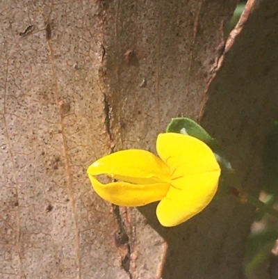 Lotus corniculatus (Birds-Foot Trefoil) at Murray Gorge, NSW - 6 Mar 2021 by Ned_Johnston