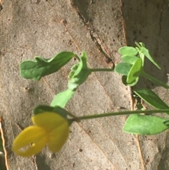 Lotus corniculatus at Murray Gorge, NSW - 6 Mar 2021