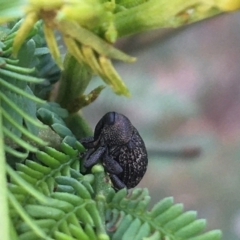 Cleogonini sp. (tribe) (Weevil) at O'Connor, ACT - 28 Mar 2021 by Ned_Johnston