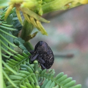 Cleogonini sp. (tribe) at O'Connor, ACT - 28 Mar 2021