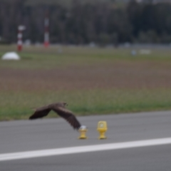 Milvus migrans (Black Kite) at Canberra, ACT - 27 Mar 2021 by millsse