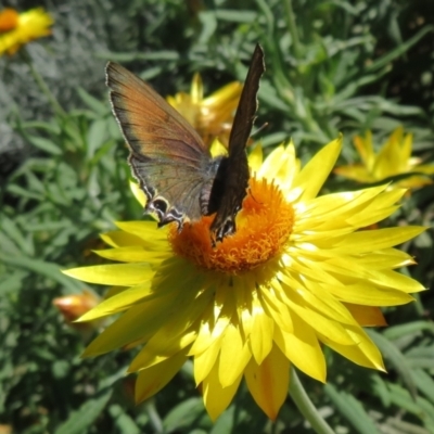 Jalmenus ictinus (Stencilled Hairstreak) at Acton, ACT - 1 Apr 2021 by Christine