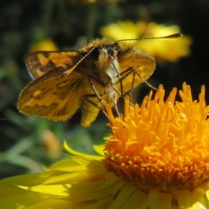 Ocybadistes walkeri at Acton, ACT - 1 Apr 2021