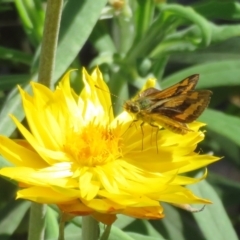 Ocybadistes walkeri at Acton, ACT - 1 Apr 2021 01:21 PM