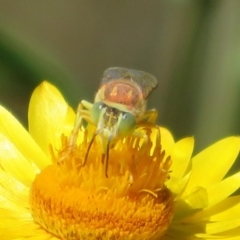 Bembix sp. (genus) (Unidentified Bembix sand wasp) at ANBG - 1 Apr 2021 by Christine