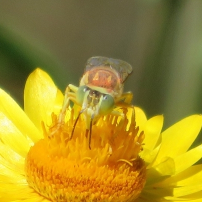 Bembix sp. (genus) (Unidentified Bembix sand wasp) at ANBG - 1 Apr 2021 by Christine