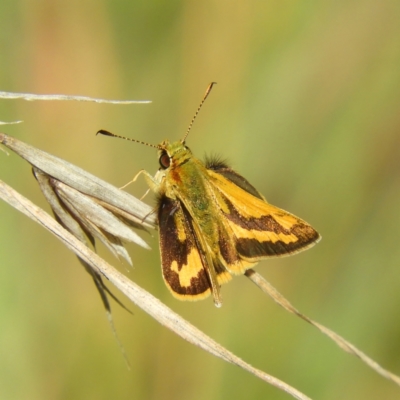 Ocybadistes walkeri (Green Grass-dart) at Kambah, ACT - 30 Mar 2021 by MatthewFrawley