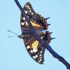 Charaxes sempronius (Tailed Emperor) at Coree, ACT - 1 Apr 2021 by JohnBundock