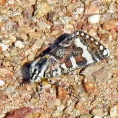 Apina callisto (Pasture Day Moth) at Coree, ACT - 1 Apr 2021 by JohnBundock