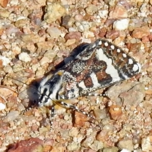 Apina callisto at Coree, ACT - 1 Apr 2021