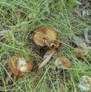 Paxillus involutus at Evatt, ACT - 1 Apr 2021