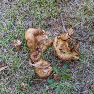 Paxillus involutus at Evatt, ACT - 1 Apr 2021