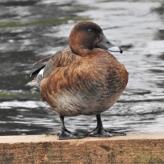 Aythya australis (Hardhead) at Lyneham Wetland - 27 Mar 2021 by JohnBundock